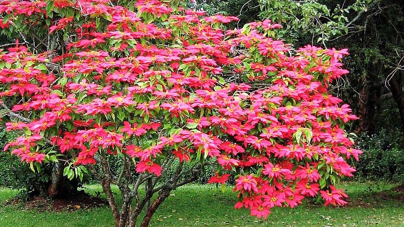 Vánoční hvězda (latinsky Euphorbia pulcherrima) pochází z Mexika, kde roste jako strom