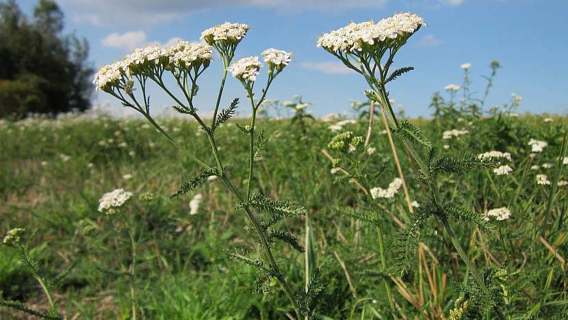 Řebříček obecný (Achillea millefolium)