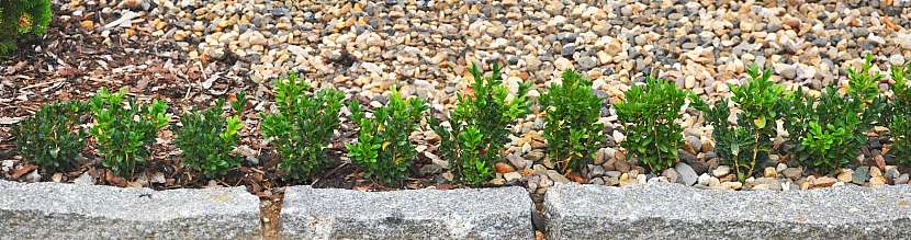 Malý buxus