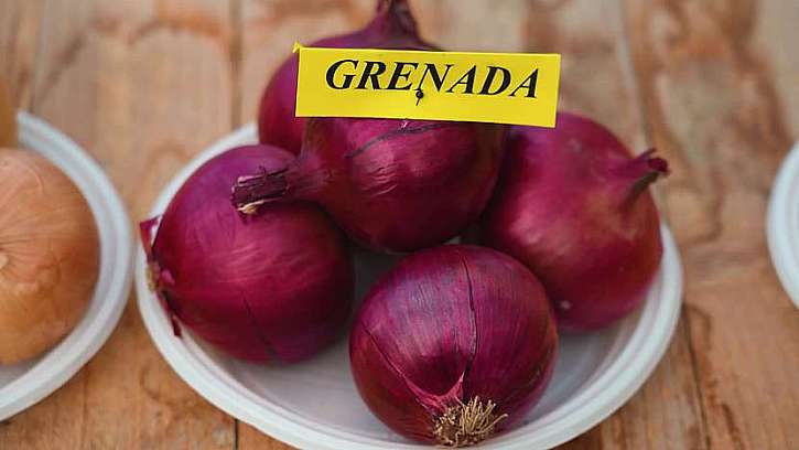 Červená odrůda cibule Grenada