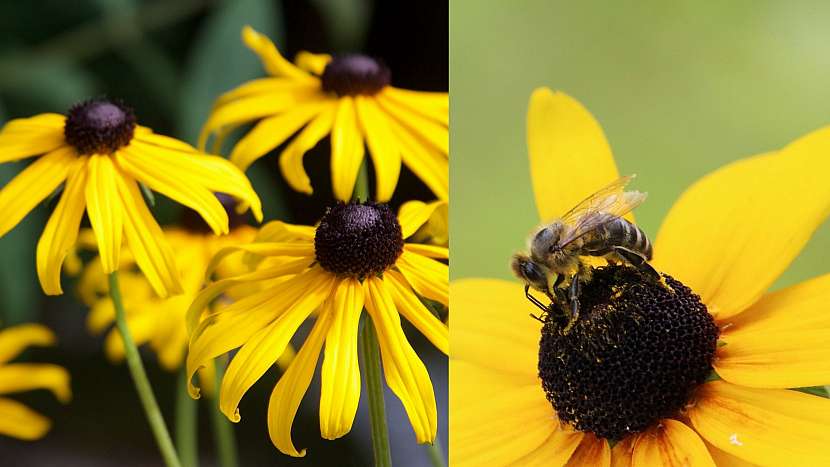 Přilákejte včelky na hostinu: Třapatka (Rudbeckia)