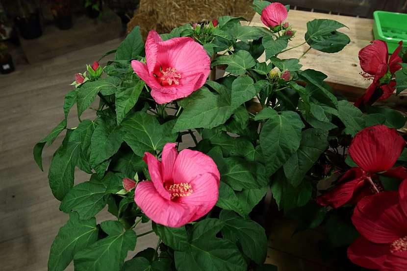 Ibišek bahenní (Hibiscus moscheutos)