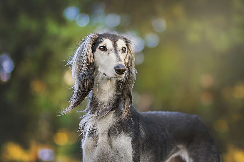 Saluki mohou být krátkosrsté i dlouhosrsté