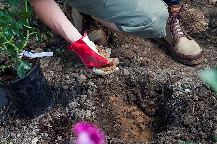 Růže z květináče: dostatečně velká jáma