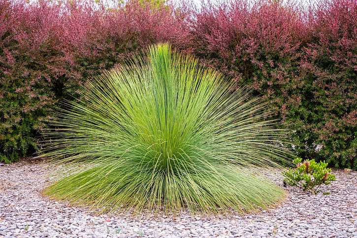 Cranbourne – Royal Botanic Garden aneb Když rozkvete australská pustina