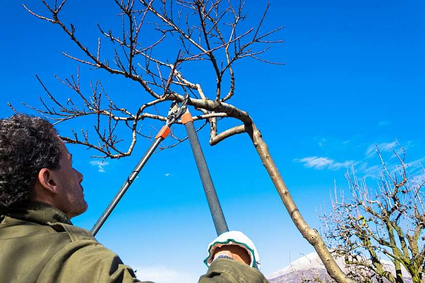 Průklest ovocných stromů se až na výjimky provádí mimo vegetační dobu