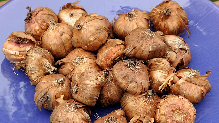 Cibulové hlízy mečíků (Gladiolus)