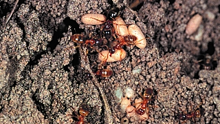 Jaro na zahradě je radost, ale mravenci už dovedou pěkně potrápit