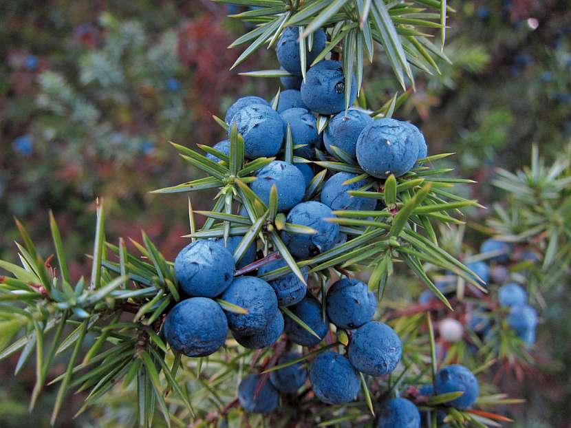 Jalovec obecný (Juniperus communis)