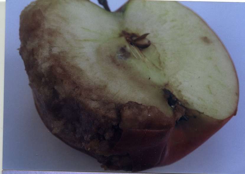 Nahromadění aromatických látek pod slupkou způsobí hnědnutí slupky