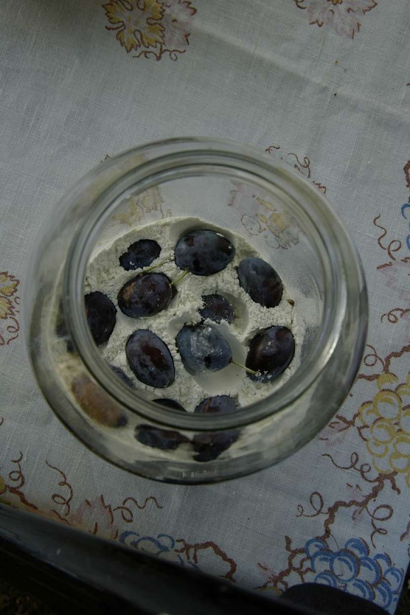Na švestky nasypte vrstvu mouky