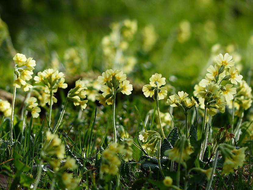 Botanický druh prvosenky