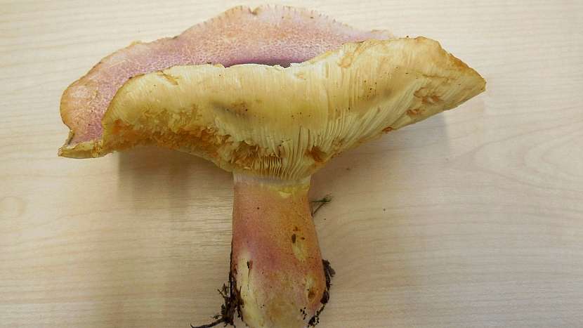 Šafránka červenožlutá (Tricholomopsis rutilans)