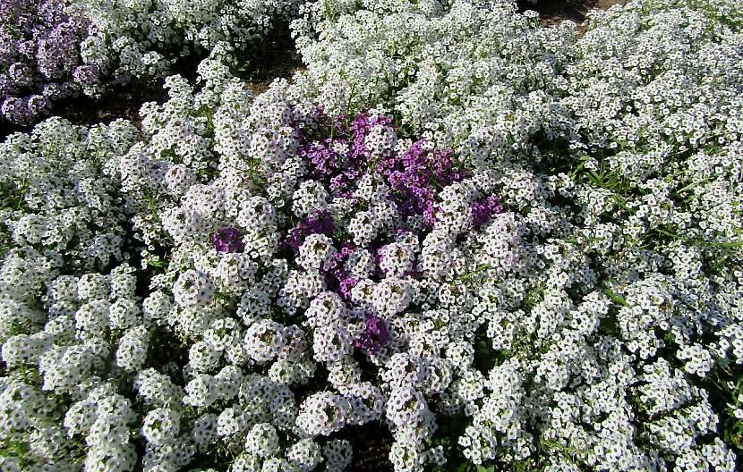Tařicovka (Lobularia)