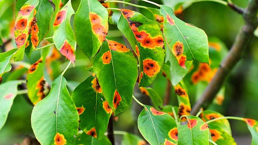 Rez hrušňová neboli rzivost hrušně (Gymnosporangium sabinae)