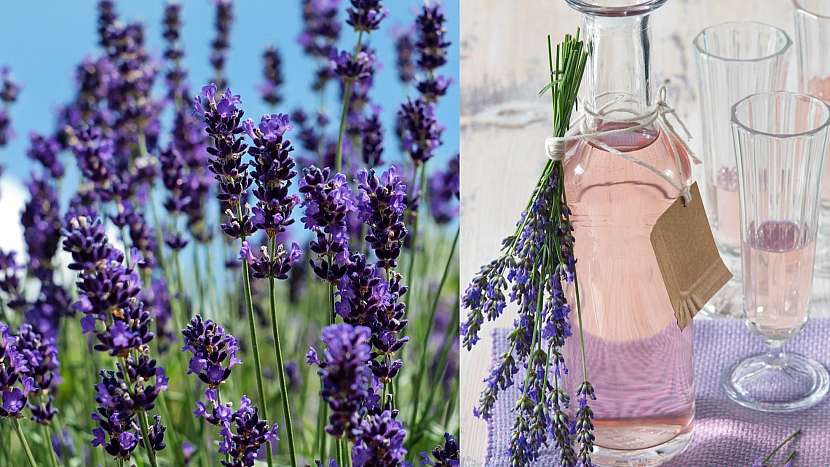 Recept na levandulový sirup