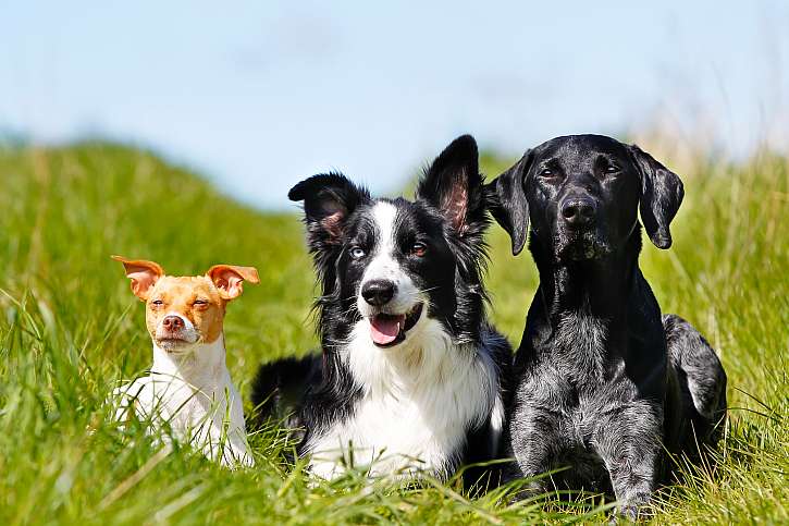 Naučte se včas rozeznávat výskyt parazitů u psů, můžete jim zachránit život (Zdroj: Depositphotos (https://cz.depositphotos.com))