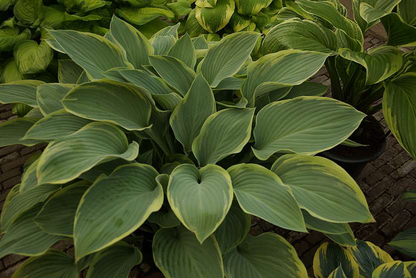 4 hosta Regal Splendor má velkéí listy se žlutým okrajem