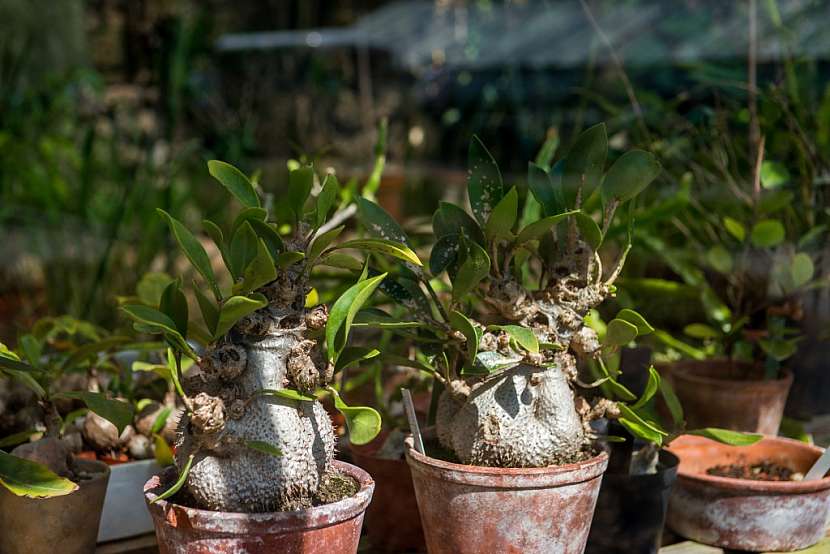 Adenium