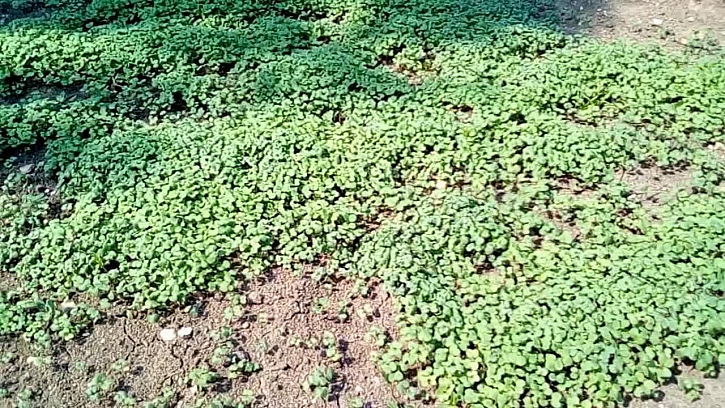 Výsadba zeleného hnojení
