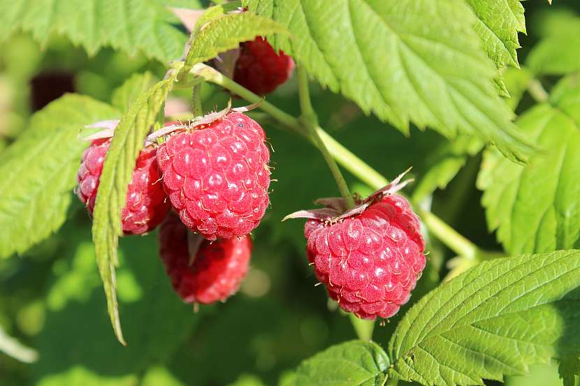 Rubus idaeus