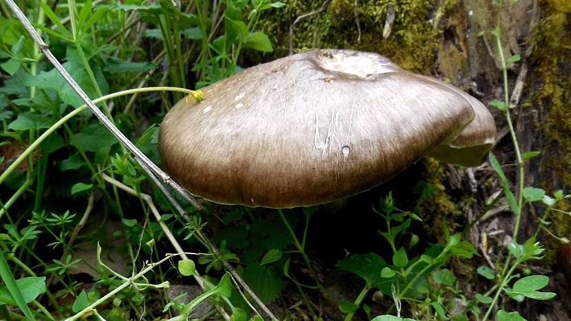 Štítovka jelení (Pluteus cervinus)