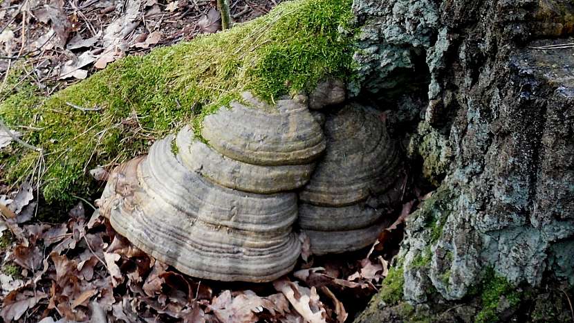 Houby v únoru: troudnatec kopytovitý (Fomes fomentarius)