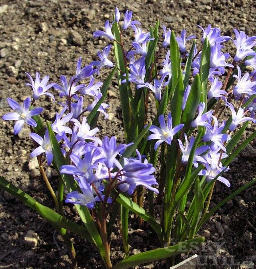 Ladonička - hybridy
