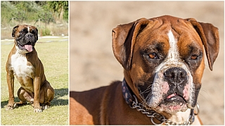 Německý boxer: Sebevědomý pes pevných nervů a přátelské povahy