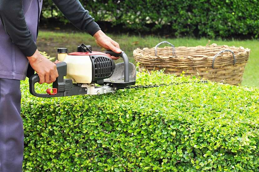 Takto vypadá špatné tvarování živého plotu - sníh způsobí škody