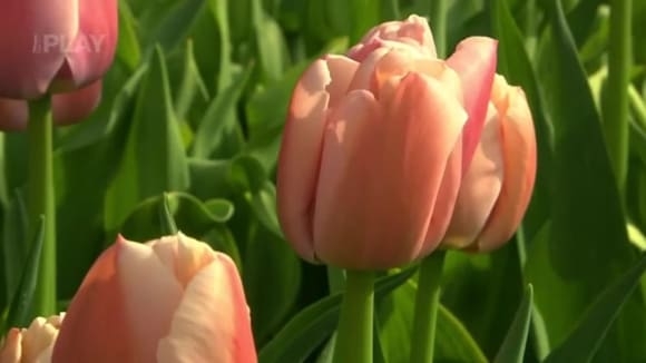 Tulipány kam se podíváš aneb zavítejte do Průhonic
