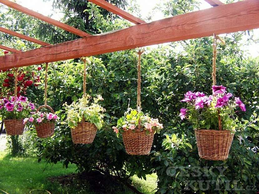 Popínavky – pergola v zeleném