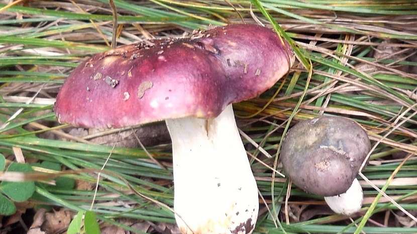 Holubinka křehká (Russula fragilis)