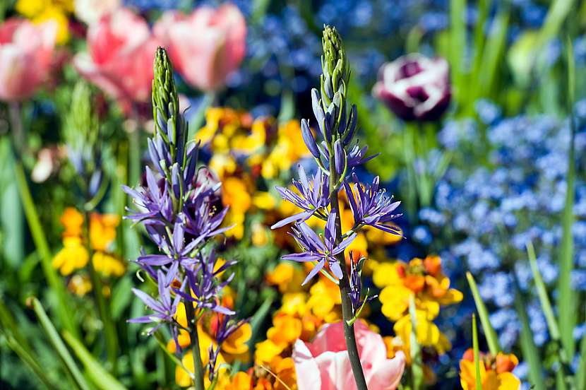 Ladoník (Camassia)