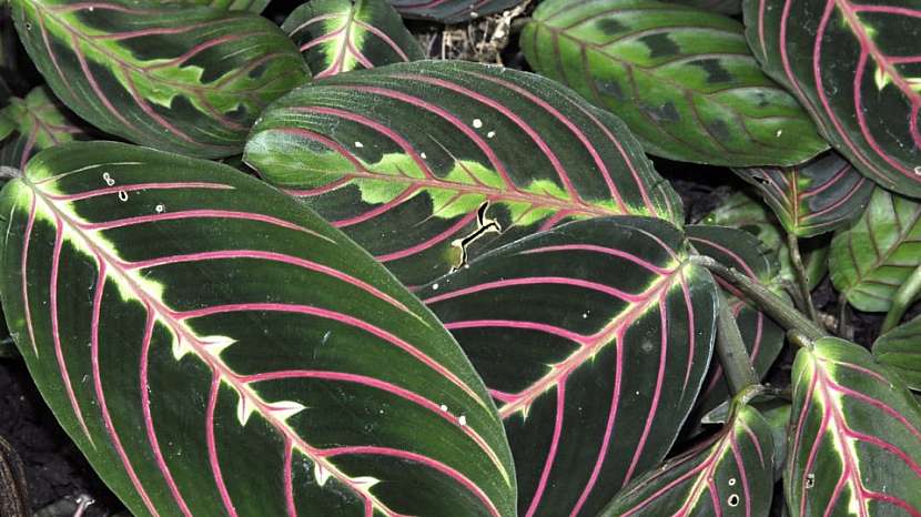 Maranta (Maranta leuconeura)