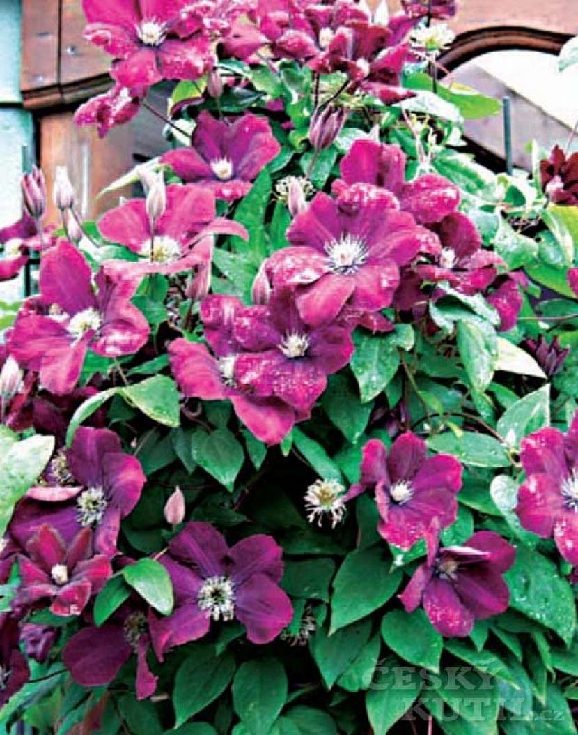 Clematis
