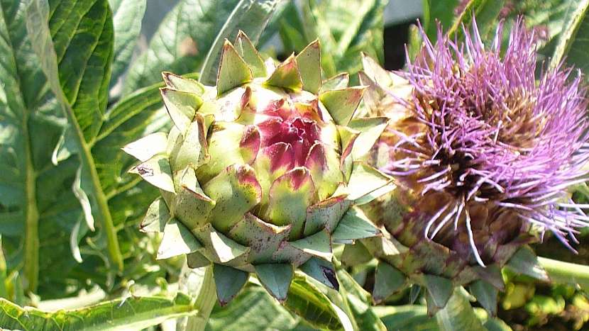 Kořen maralí (Rhaponticum carthamoides)