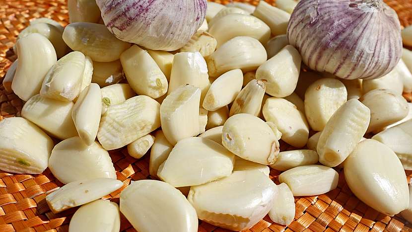 Česnek kuchyňský (Allium sativum)