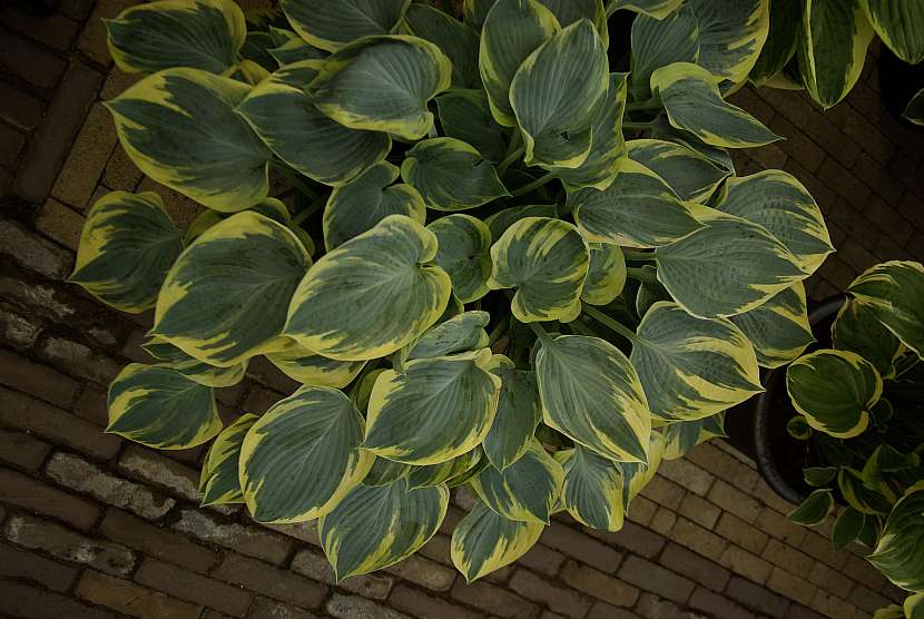 6 hosta Aristocrat se pyšní netypickou kombinací stříbřité a žluté