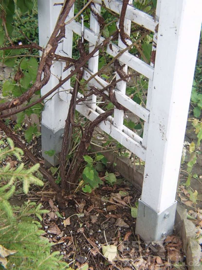 7. Mříže, zástěny a drobné doplňky – to je pergola pro radost