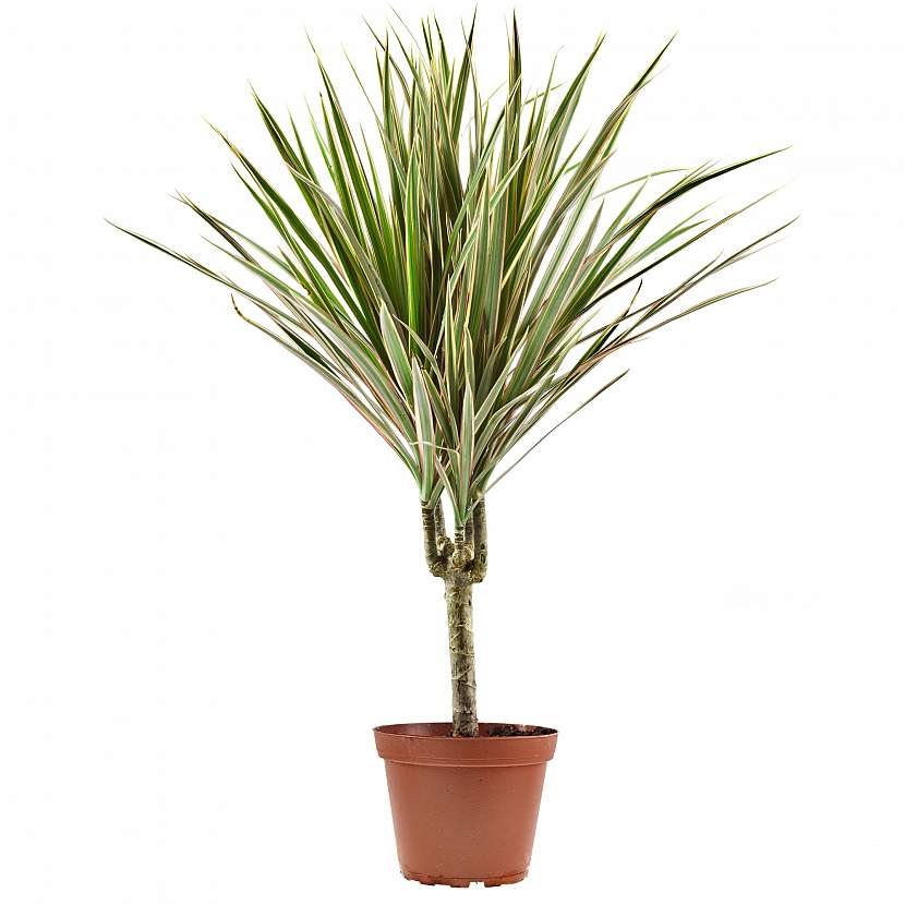 Dracena
