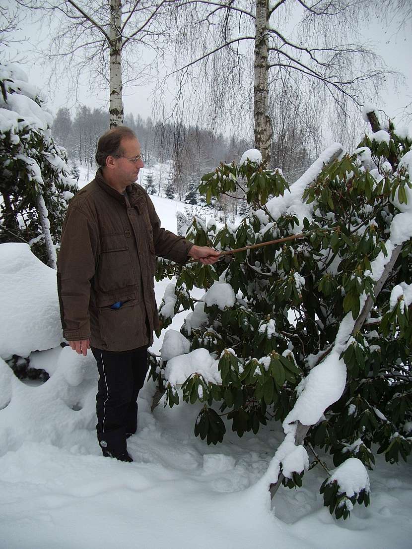 Rododendrony