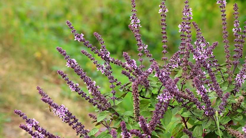 Šalvěj lékařská (Salvia officinalis)