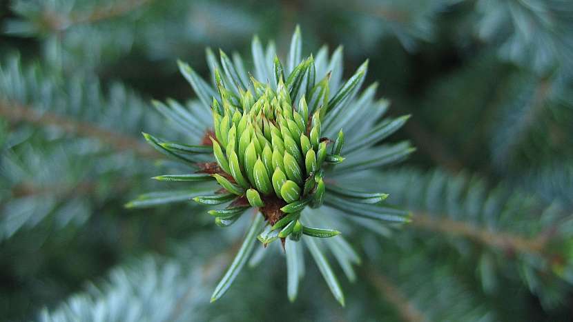 Léčivá síla pupenů stromů: jedle bílá (Abies alba)