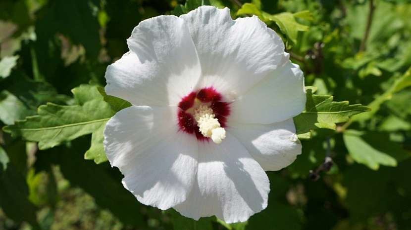 Ibišek syrský (Hibiscus syriacus) kultivar ‘Red Heart‘