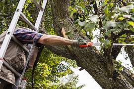 Poradíme, jak správně stříhat ovocné stromky