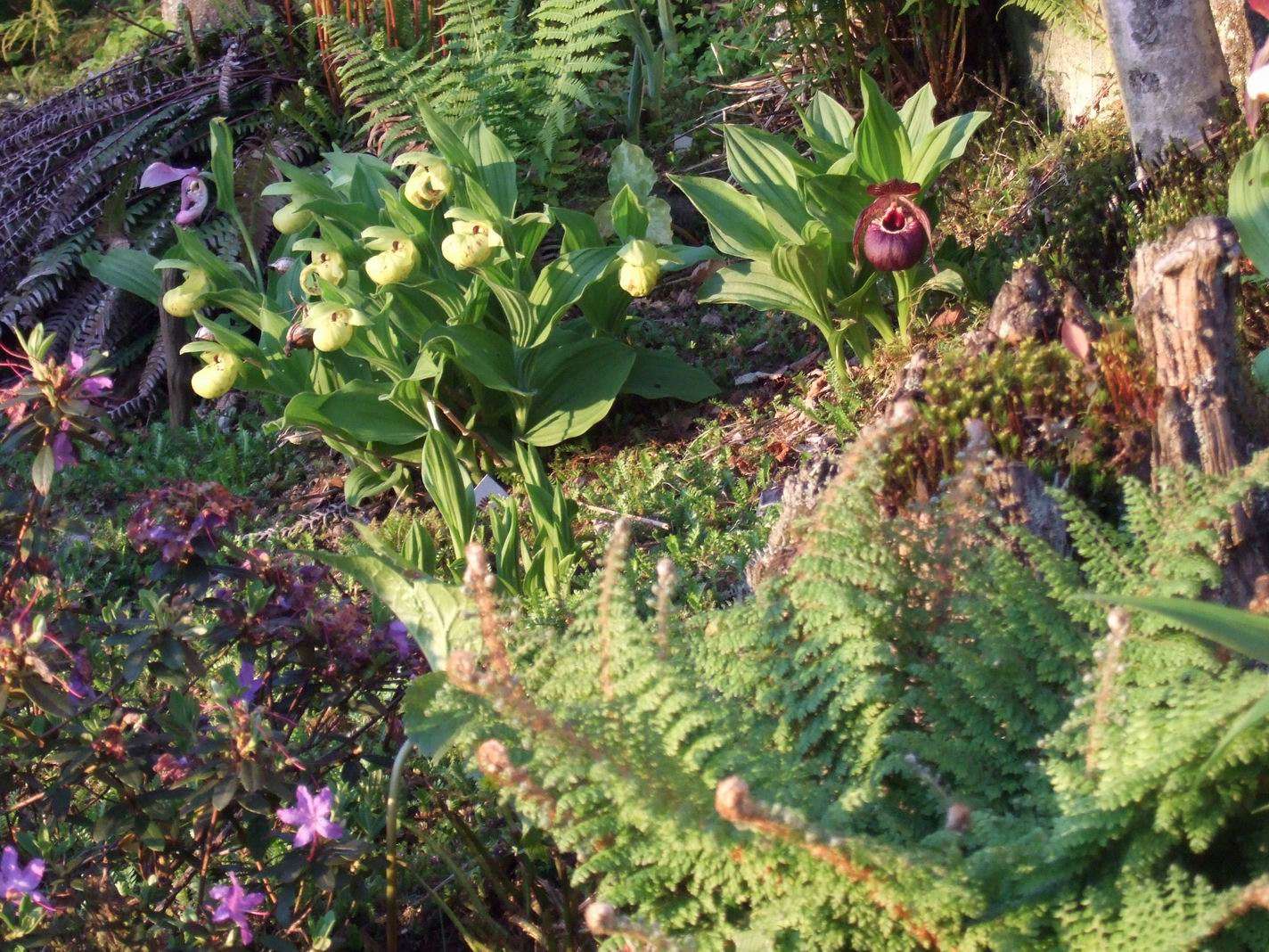 Exotika na zahradě: Střevíčník (Cypripedium) - král mrazuvzdorných orchidejí