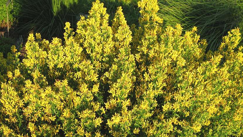 Kručinka barvířská (Genista tinctoria) slouží jako účinný pomocník při odvykání kouření.