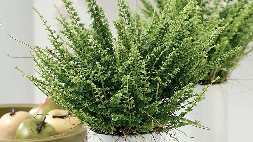 6 nečekaných důvodů, proč mít doma kytky: kapradina ledviník (Nephrolepis)