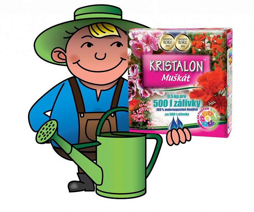 2. krok - ošetřování muškátů během růstu, kvalitní výživa